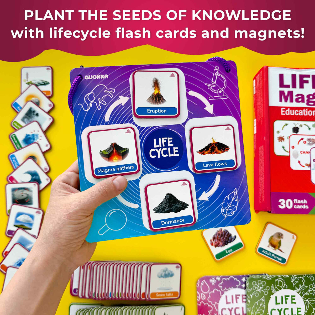 Lifecycle Magnetic Flashcards - Educational Materials for Kids