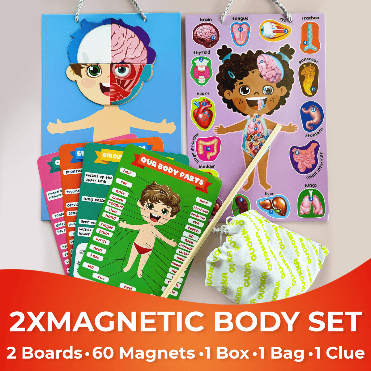 QUOKKA Magnetic Puzzles to Learn Human Body Anatomy Circulatory System, Muscular System